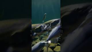 MU9M3U-U6dQ